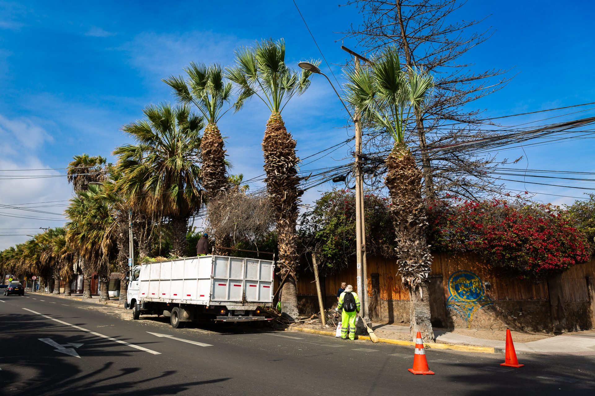 Inician Proceso De Poda De M S De Mil Palmeras En Arica Arica Al D A